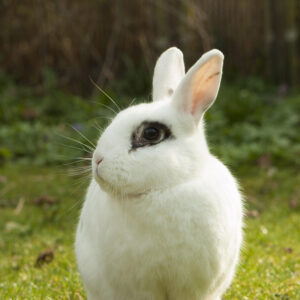white rabbit with black eye ring sitting on grass