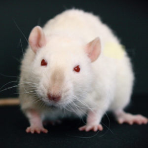 portrait of a white rat with red eyes