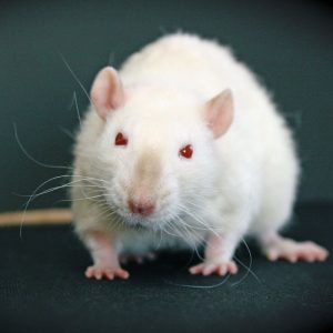 pink-eyed white rat standing in front of dark background