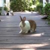 Dutch rabbits on porch