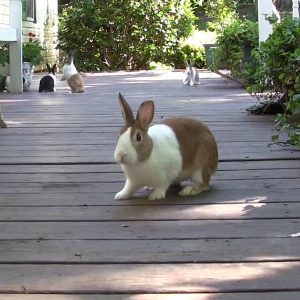 Dutch rabbits on porch