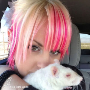 Differences Between Male And Female Pet Rats – Lafeber Co. – Small Mammals