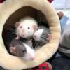 three young rats peering out from cuddle cup bed