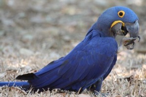 Hyacinth macaw eating while standing in grass (Anodorhynchus hyacinthinus)