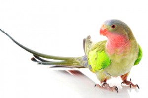 Princess-of-Wales Parakeet
