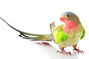 Princess-of-Wales Parakeet standing on floor