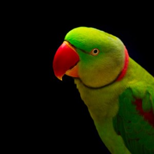 alexandrine parrot