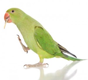 indian green parrot