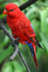 lorry parrot