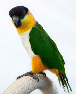 Caique de cabeza negra