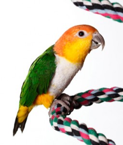 White-bellied Caique