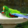 male Eclectus parrot bathing in a bird bath