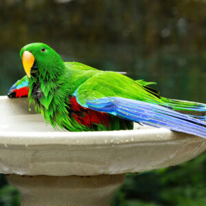 male Eclectus parrot bathing in a bird bath