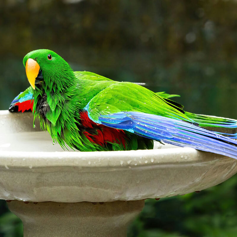 Why Do Birds Bathe: Surprising Benefits You Need to Know