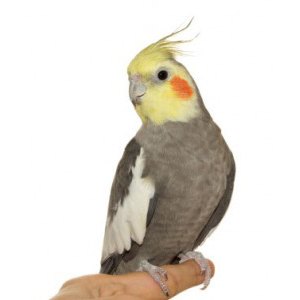cockatiel perched on finger