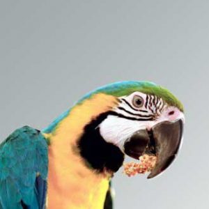 head and shoulders of a blue-and-gold macaw eating
