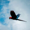 macaw flying with clouds and blue sky in background