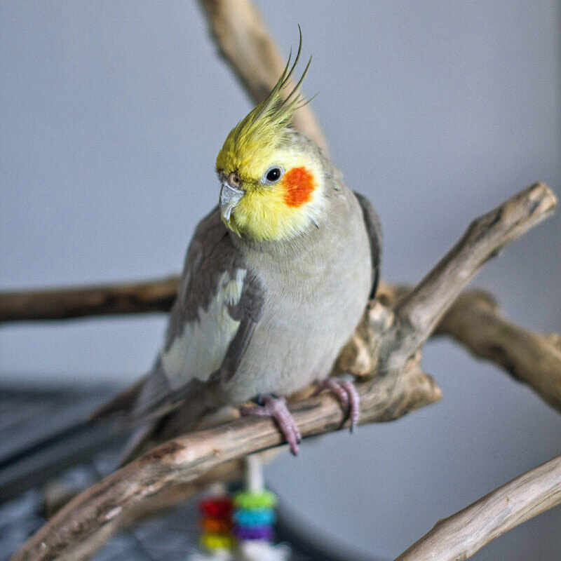 What Percent of Pet Birds Get Psittacosis: Shocking Stats Revealed