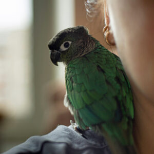 conure sitting on woman's shoulder