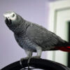 African grey parrot perched atop cage