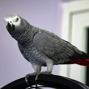 African grey parrot perched atop cage