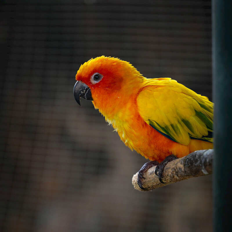 Will a Bird Perch on You: Surprising Reasons and Tips Revealed