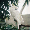 white cockatoo sitting on a branch or perch outside