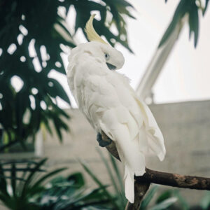 white cockatoo sitting on a branch or perch outside
