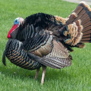 turkey standing on grass with tail feathers flared