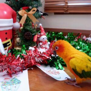 conure standing on table beside Christmas decorations
