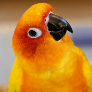 head and shoulder shot of a sun conure
