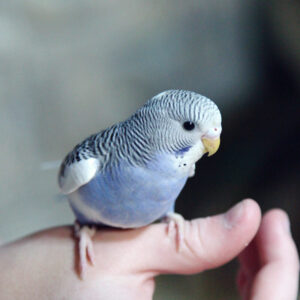 blue budgie perched on a person's hand