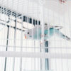 blue and white budgie in a white cage