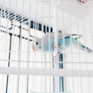 blue and white budgie in a white cage