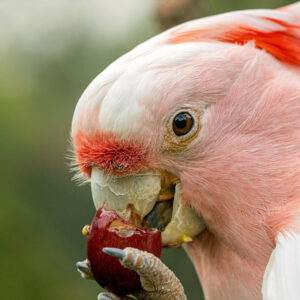 close up on face of a Major Mitchell's cockatoo (aka Leadbeater's cockatoo) eating a grape