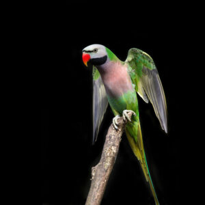 red-breasted parakeet on perch with wings extended