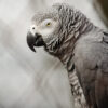 side profile of head and shoulders of an African grey parrot