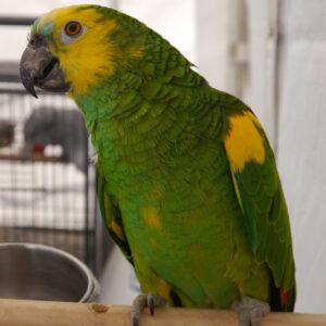 Amazon parrot standing on a perch