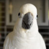 head and should shot of a cockatoo facing the camera head-on
