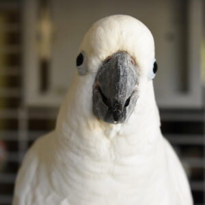 head and should shot of a cockatoo facing the camera head-on