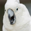 head shot of possibly an umbrella cockatoo with beak open