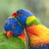 rainbow lorikeet preening another rainbow lorikeet