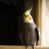 cockatiel on perch in front of curtains in semi-dark room