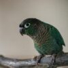 conure on branch perch indoors