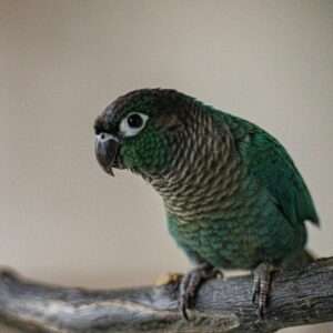 conure on branch perch indoors