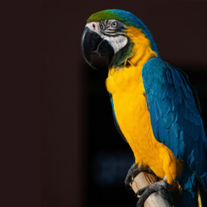 blue and gold macaw sitting on a perch