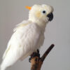 sulphur-crested cockatoo standing on perch