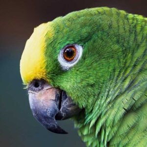 yellow-crowned amazon (aka yellow-fronted amazon) close up on head to show beak and eye