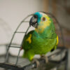 Amazon perched on wire atop cage