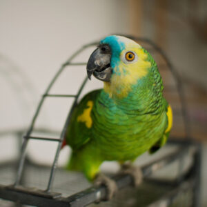 Amazon perched on wire atop cage